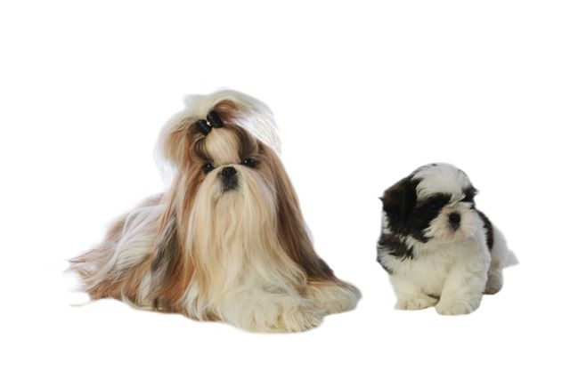 education shih tzu